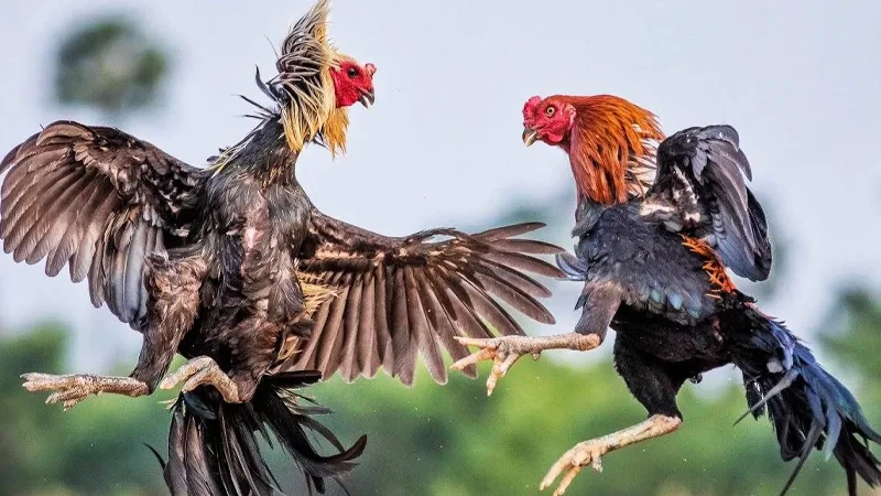 Đá gà 1xbit - Sảnh cược xanh chín hấp dẫn nhất 2025