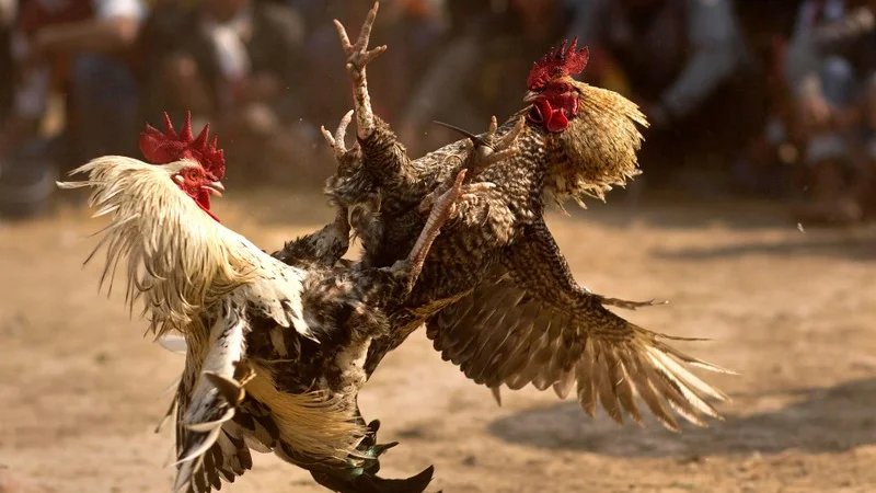 Đặt cược đá gà tiện lợi với ứng dụng hiện đại